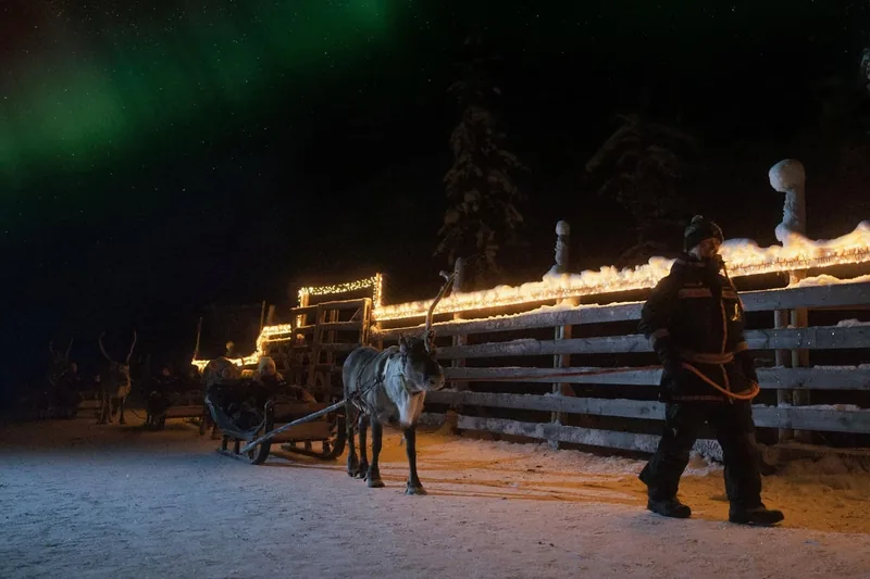 2 km Aurora Reindeer Safari by Night