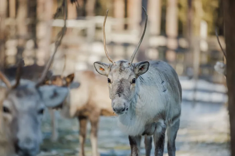 Reindeer Farm Visit with Sleigh Ride