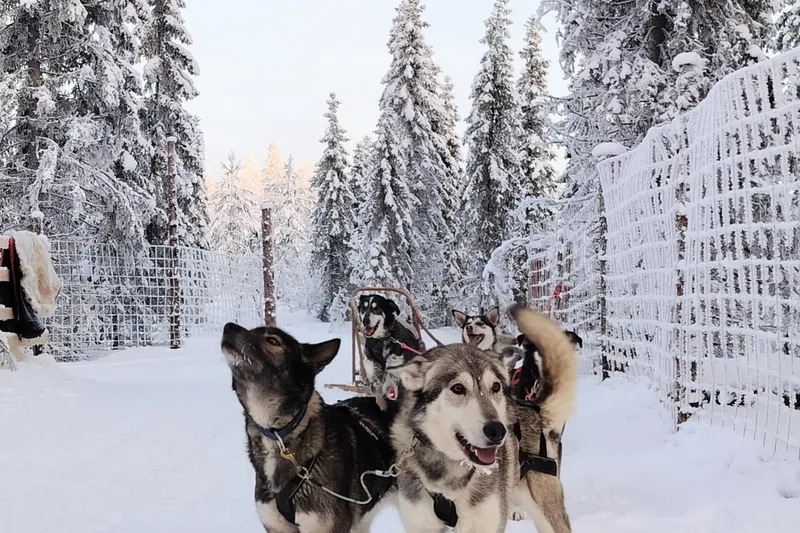 Self-Drive Husky Safari with a Reindeer Farm Visit