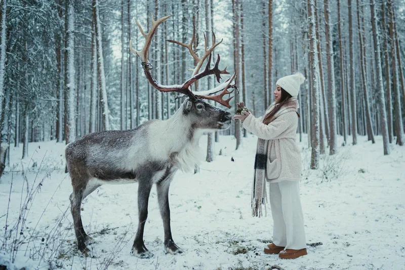 Reindeer Farm Visit with a Photographer