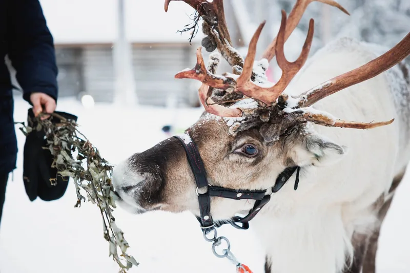 Reindeer, Huskies and Santa Claus Village
