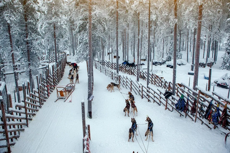 A forest trail with wooden sleds in the snow