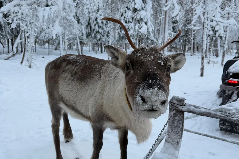 A reindeer standing in snow beside a wooden fence